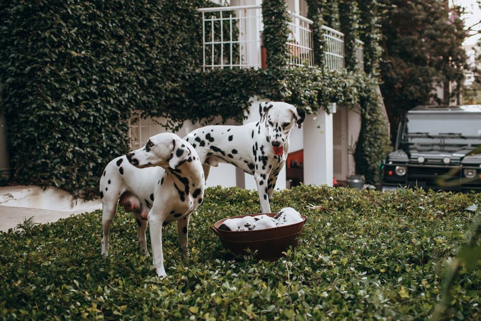 Rover dog walking app how much can you make